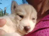 À réserver des chiots Husky non LOF