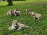 À réserver des chiots Husky non LOF