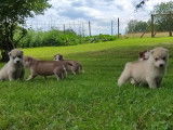 À réserver des chiots Husky non LOF