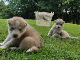 À réserver des chiots Husky non LOF