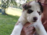 À réserver des chiots Husky non LOF