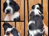R&eacute;servation de chiots Springer Spaniel noir et blanc (LOF)