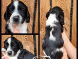 R&eacute;servation de chiots Springer Spaniel noir et blanc (LOF)