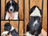 R&eacute;servation de chiots Springer Spaniel noir et blanc (LOF)