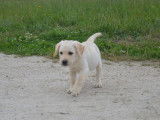 Vente de 4 chiots Labrador m&acirc;les de couleur sable (non LOF)