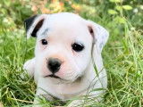 Vente de 2 chiots Staffordshire Bull Terrier femelles LOF