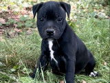 Vente de 2 chiots Staffordshire Bull Terrier femelles LOF
