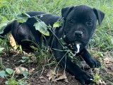 Vente de 2 chiots Staffordshire Bull Terrier femelles LOF