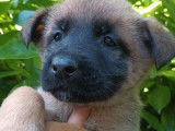 4 chiots Bergers Belges Malinois à réserver, LOF sable et masque noir