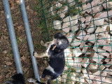 Chiots Springer Anglais LOF &agrave; vendre