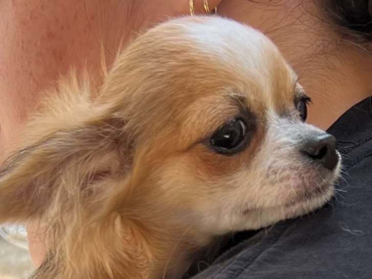 Attendrissant chiot Chihuahua mâle pedigree Kennel disponible en juillet 2022