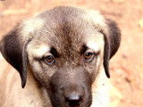 3 chiots Bergers Kangals LOF nés en avril 2022 à adopter