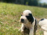 Cherche famille pour 3 chiots Cockers Anglais LOF