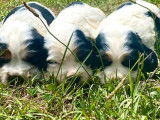 Cherche famille pour 3 chiots Cockers Anglais LOF