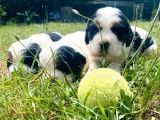 Cherche famille pour 3 chiots Cockers Anglais LOF