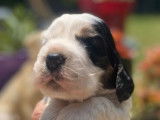 Cherche famille pour 3 chiots Cockers Anglais LOF
