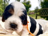 Cherche famille pour 3 chiots Cockers Anglais LOF