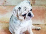 Adoption d&rsquo;un chiot Carlin merle femelle non LOF