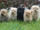 Chiots mâles Spitz de notre élevage non lof