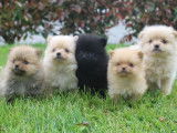 Chiots mâles Spitz de notre élevage non lof