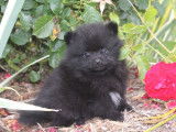 Chiots mâles Spitz de notre élevage non lof