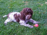 Un chiot Lagotto Romagnolo femelle bicolore LOF disponible