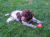 Un chiot Lagotto Romagnolo femelle bicolore LOF disponible