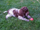 Un chiot Lagotto Romagnolo femelle bicolore LOF disponible