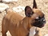 9 chiots Bouledogues Français LOF disponibles