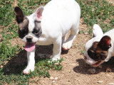 9 chiots Bouledogues Français LOF disponibles