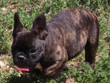 9 chiots Bouledogues Français LOF disponibles