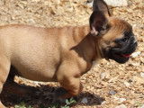 9 chiots Bouledogues Français LOF disponibles