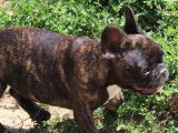 9 chiots Bouledogues Français LOF disponibles