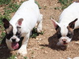 9 chiots Bouledogues Français LOF disponibles