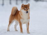Portees shiba inu a vendre