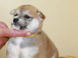 Portees shiba inu a vendre
