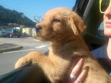 De type Labradoodle disponible pour saillie