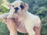 Un chiot Bouledogue Anglais LOF femelle blanche à la vente