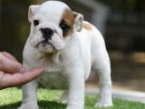 Un chiot Bouledogue Anglais LOF femelle blanche à la vente