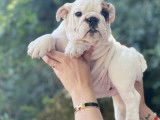 Un chiot Bouledogue Anglais LOF femelle blanche à la vente
