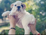 Un chiot Bouledogue Anglais LOF femelle blanche à la vente