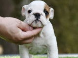 Un chiot Bouledogue Anglais LOF femelle blanche à la vente
