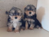 À vendre 2 chiots Morkies non LOF tricolores