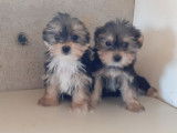 À vendre 2 chiots Morkies non LOF tricolores