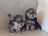 À vendre 2 chiots Morkies non LOF tricolores