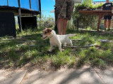 Chienne Jack Russel de 2 ans LOF à acheter