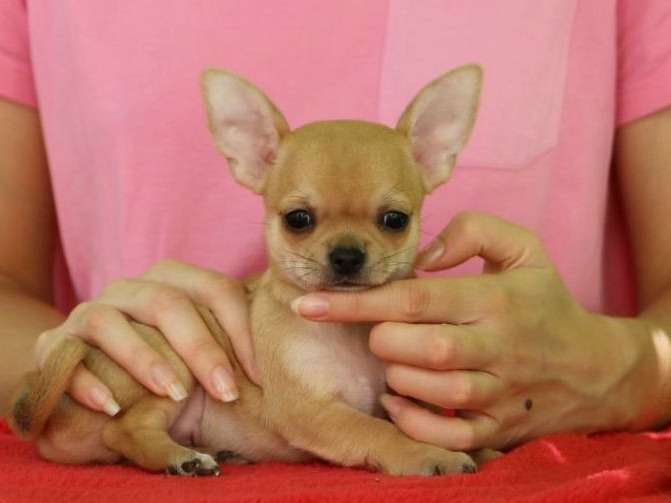 À réserver un chiot mâle Chihuahua LOF au pelage fauve