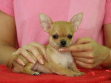 À réserver un chiot mâle Chihuahua LOF au pelage fauve