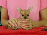 À réserver un chiot mâle Chihuahua LOF au pelage fauve
