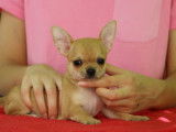 À réserver un chiot mâle Chihuahua LOF au pelage fauve